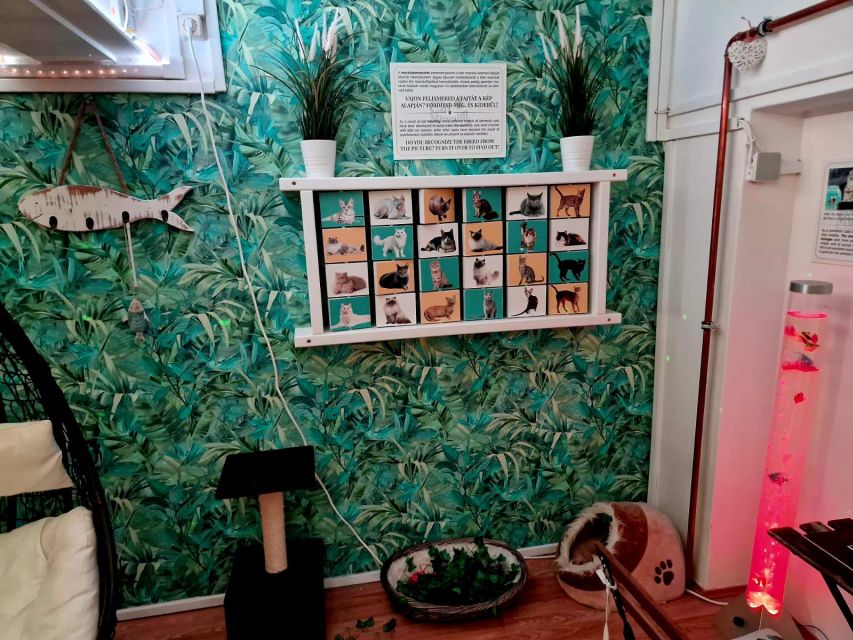 Budapest: Cat Museum Budapest Entry Ticket - Adoption program: the ethical part behind the cute factor