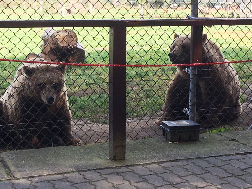 Budapest: Transport & Guided Tour of Bear and Wolf Sanctuary - What to bring and how to make the most of your walk