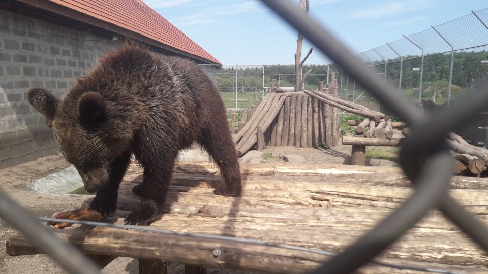 Budapest: Transport & Guided Tour of Bear and Wolf Sanctuary - Sanctuary time in Veresegyház: walking 1.4 km with bears and wolves nearby