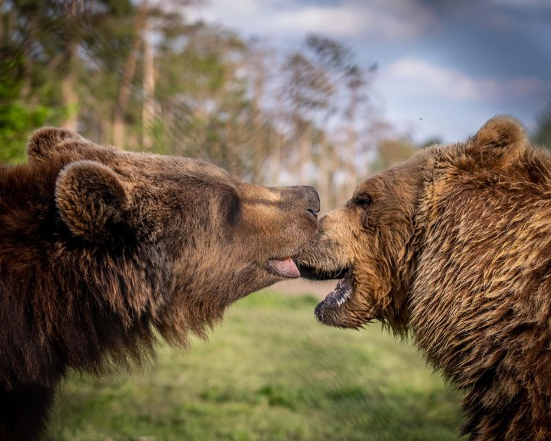 Budapest: Transport & Guided Tour of Bear and Wolf Sanctuary - Feeding bears through the fence: special, but still managed