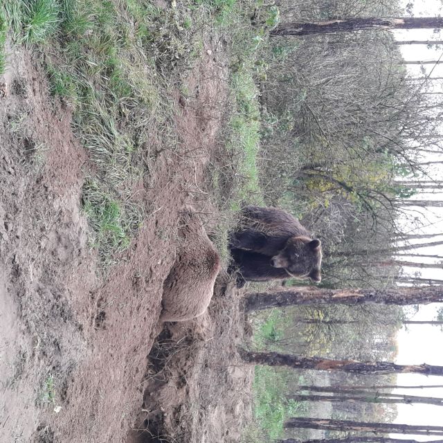 Budapest: Transport & Guided Tour of Bear and Wolf Sanctuary - More than bears and wolves: other sanctuary residents you might spot