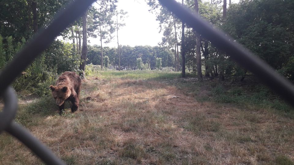 Budapest: Transport & Guided Tour of Bear and Wolf Sanctuary - Value check: is $93 for 4 hours fair?
