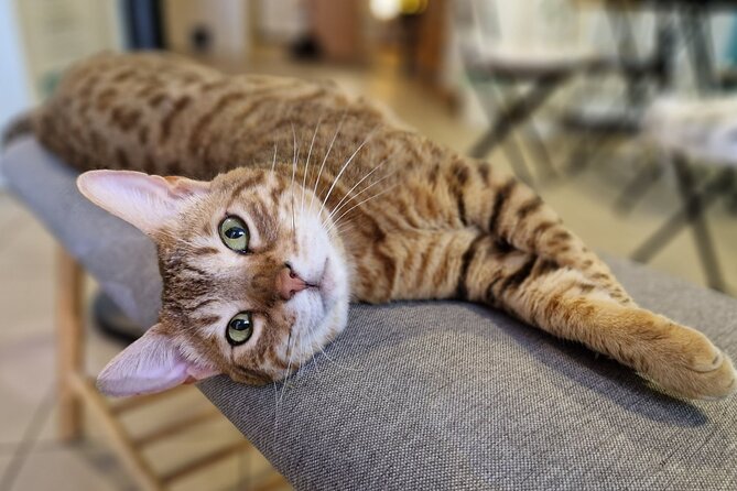 Cat Museum Budapest Entry Ticket - Timing tips: when cats are more likely to be active