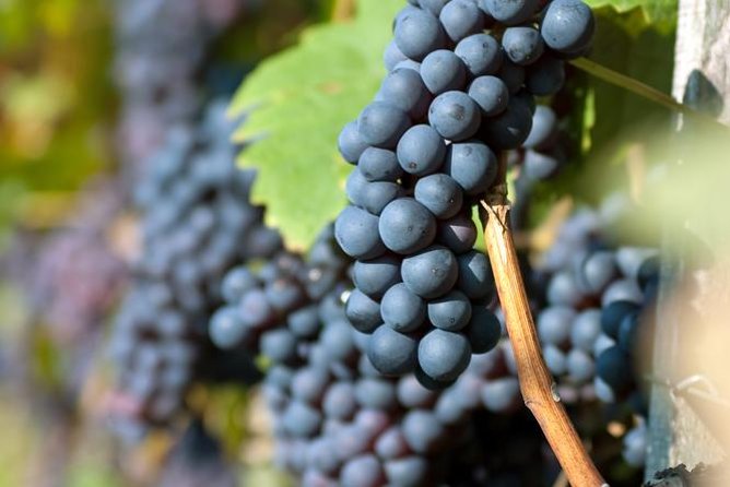 Countryside Half-day Gastro-Wine Tour from Budapest Meal & pickup - Group Size, Vehicle Comfort, and Real-World Downsides
