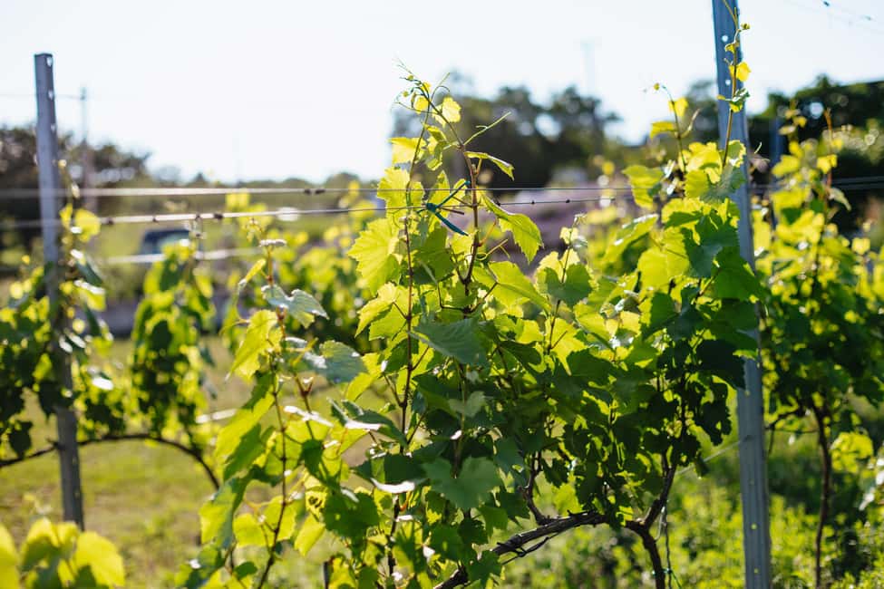 From Budapest: Etyek Wine Tasting Tour with 3-Course Meal - Stop 1: the first family winery and your first four pours