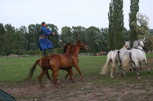 From Budapest: Puszta Horse Show and Countryside Visit - Key Things You Should Know Before You Go