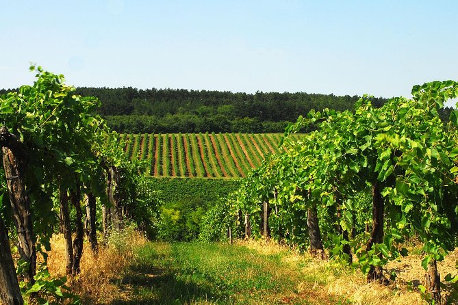 Private Lake Balaton Experience with an unforgettable Wine Tasting - Tihany: abbey church culture and a lakeside promenade walk