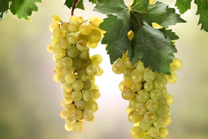 Private Lake Balaton Experience with an unforgettable Wine Tasting - What to expect: comfort, tickets, and a no-stress day plan