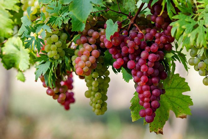 Private Lake Balaton Experience with an unforgettable Wine Tasting - Who this private Lake Balaton + wine tour suits best